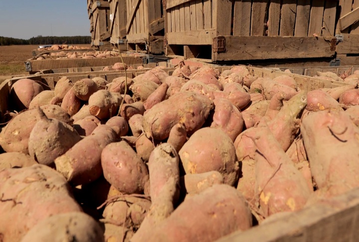 Sweet potato harvest yielding good results